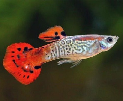 Poecilia ret.   Gup king cobra rood M